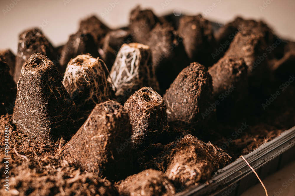 Flower soil from Seedling Tray Sprout Plate, soil for flowers with roots, soil flowers after seedlings, the roots of the plant Flower soil from Seedling Tray Sprout Plate, soil for flowers with roots, soil flowers after seedlings, the roots of the plant