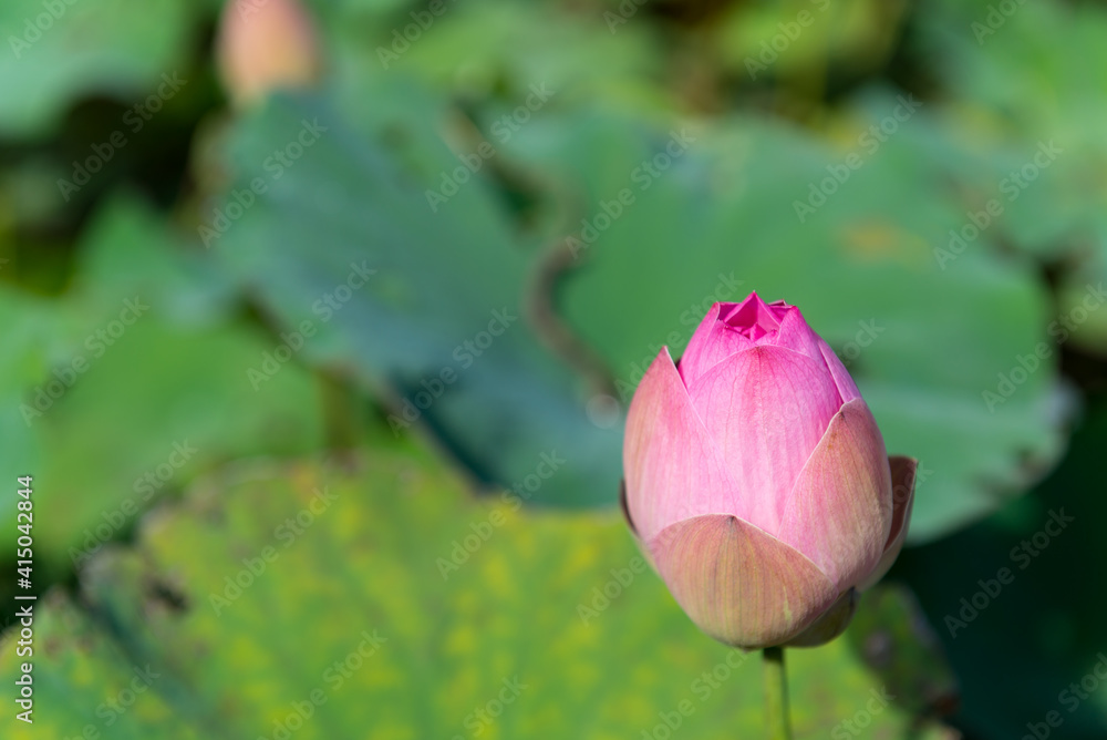 Water Lilly Flower Bud