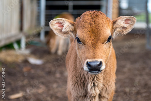 Fotografie, Tablou Baby cow on the farm