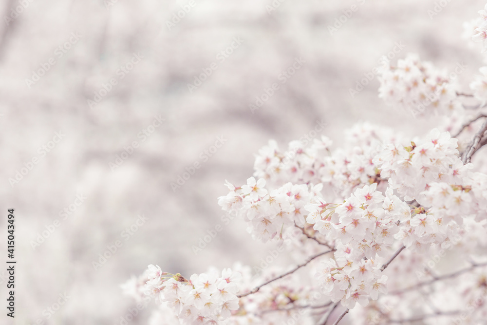 Fototapeta premium Cherry blossom flower in spring for background or copy space for text