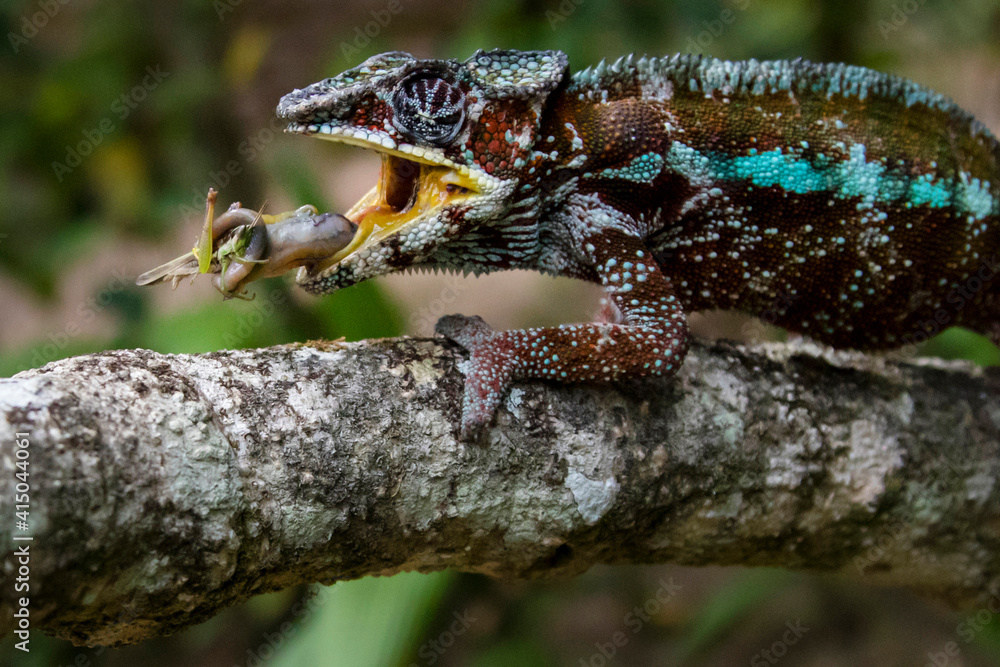 Amazing chameleon sitting on mossy twig on Madagascar and eating animal