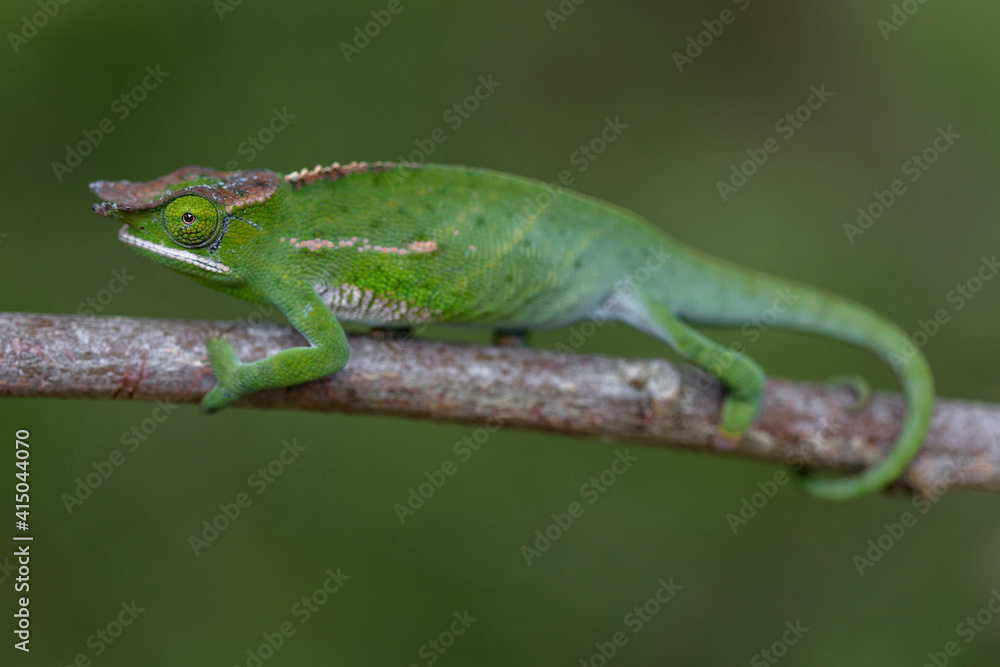 Amazing chameleon sitting on mossy twig on Madagascar Amazing chameleon sitting on mossy twig on Madagascar
