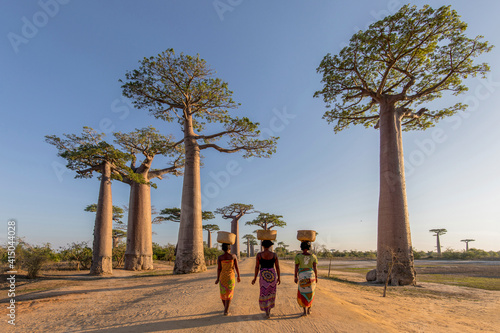 Back view of unrecognizable native females with baskets on heads walking along sandy road with large baobab trees growing on Madagascar photo