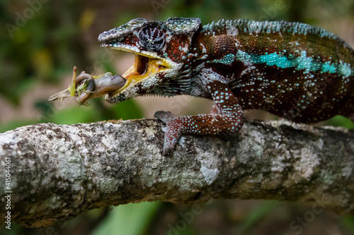 Amazing chameleon sitting on mossy twig on Madagascar and eating animal photo