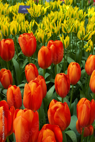 Blooming fresh red and yellow tulips in the garden