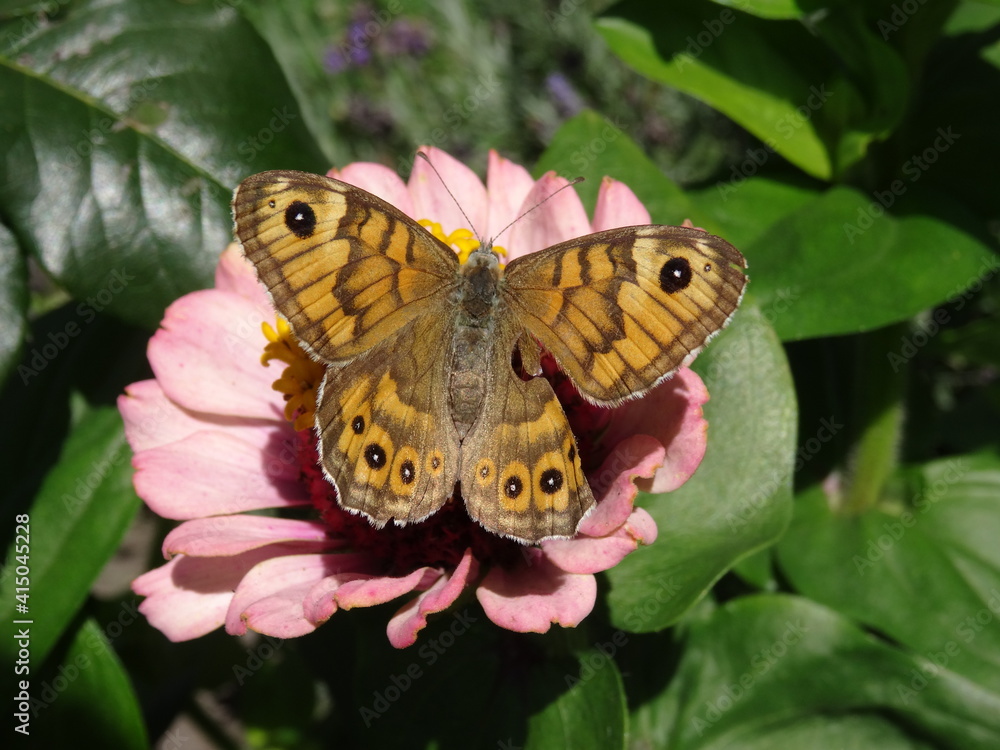 Lasiommata megera, the wall or wall brown on zinnia flower. Lasiommata megera, the wall or wall brown on zinnia flower.