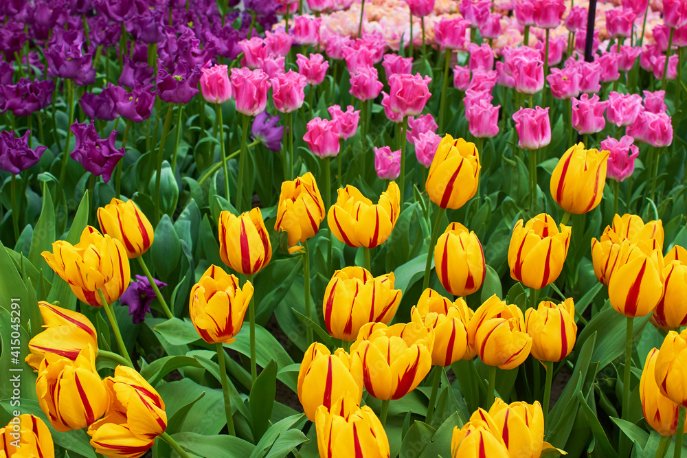 Blooming fresh multicolored tulips in a garden Blooming fresh multicolored tulips in a garden