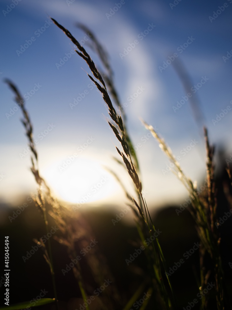 Obraz premium sunset in the field