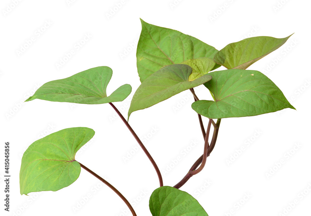Naklejka premium sweet potato Leaf on the white background
