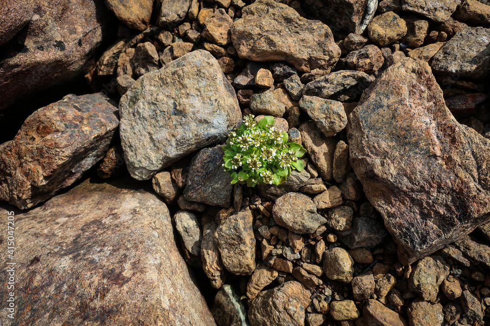 Polar tundra close up view with moss and flowers, Yamalo-Nenets Autonomous Region, Russia Polar tundra close up view with moss and flowers, Yamalo-Nenets Autonomous Region, Russia