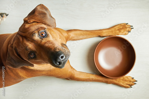 Hungry brown dog with empty bowl waiting for feeding, looking at camera, top view photo