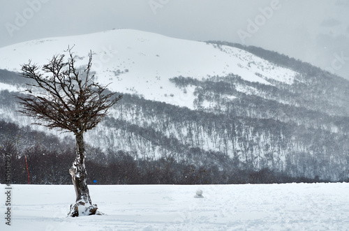 A landscape with dry tree on the snow and snowy mountain in the background with forest of dry trees seen from the Bayo Hill (Cerro Bayo), touristic location in Villa La Angostura, Neuquen, Argentina. photo