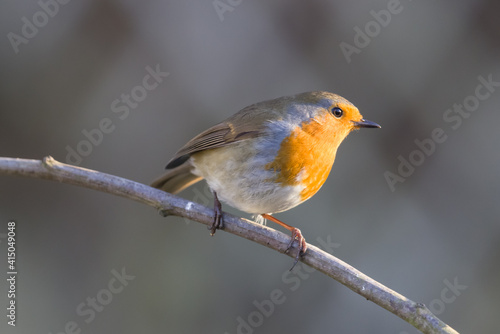 closeup picture of red robin perched on branch on sunny day