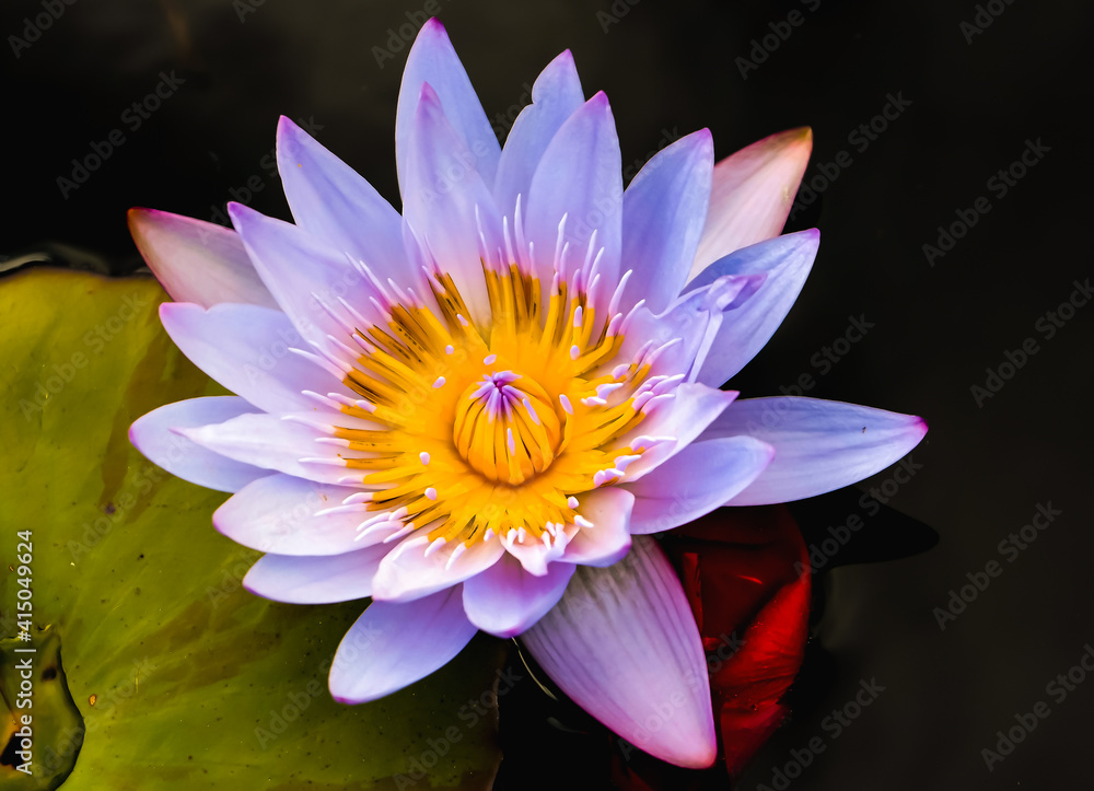A colorful water lily flower in a garden