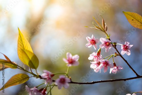 Sakura flowers blooming blossom in Chiang Mai, Thailand