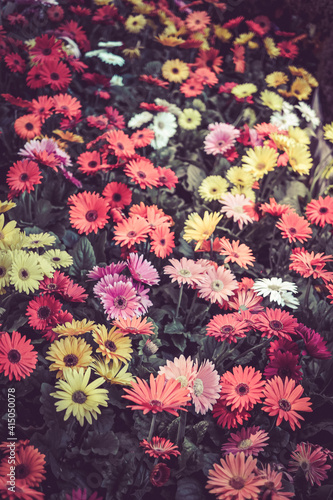 A Bunch of colorful daisies flowers