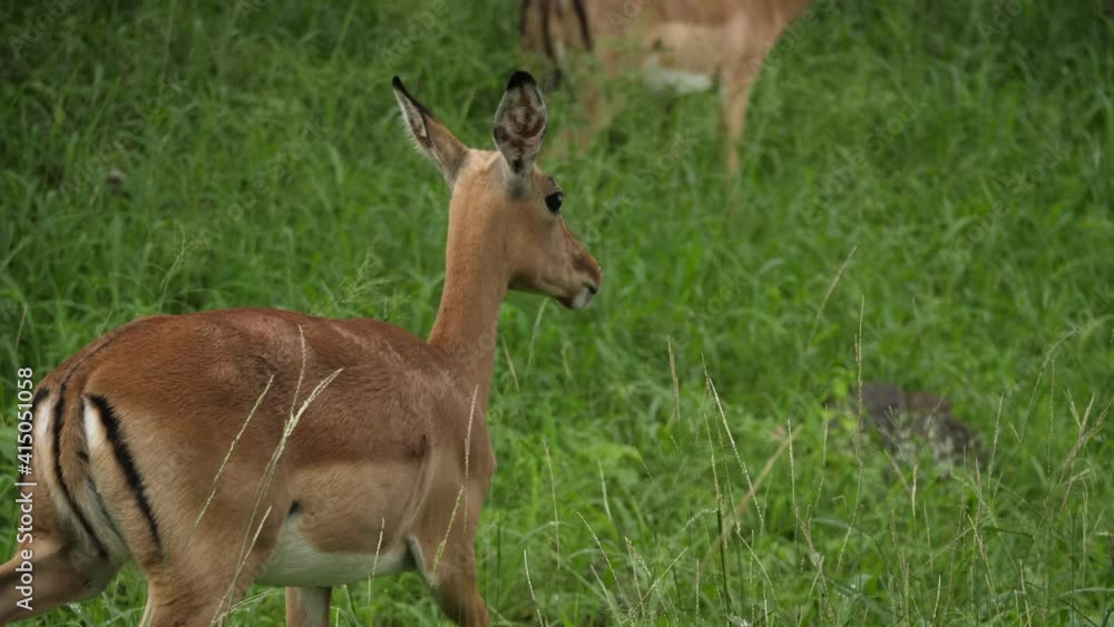 Female impala chews cud, is startled, then walks away calm and relaxed Female impala chews cud, is startled, then walks away calm and relaxed