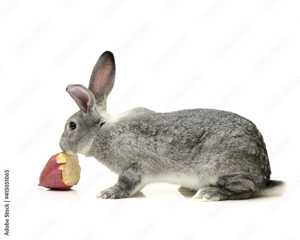 Obraz premium grey rabbit on a white background