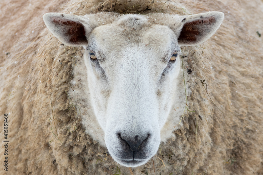 A closeup of a large domestic woolly sheep that is staring with its eyes open wide and its ears sticking upwards against a snowy background. The ewe has a large thick coat of wool with bits of dirt A closeup of a large domestic woolly sheep that is staring with its eyes open wide and its ears sticking upwards against a snowy background. The ewe has a large thick coat of wool with bits of dirt