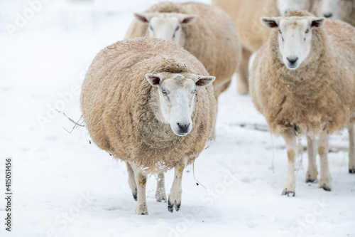 A closeup of a large domestic woolly sheep that is staring with its eyes open wide and its ears sticking upwards against a snowy background. The ewe has a large thick coat of wool with bits of dirt.