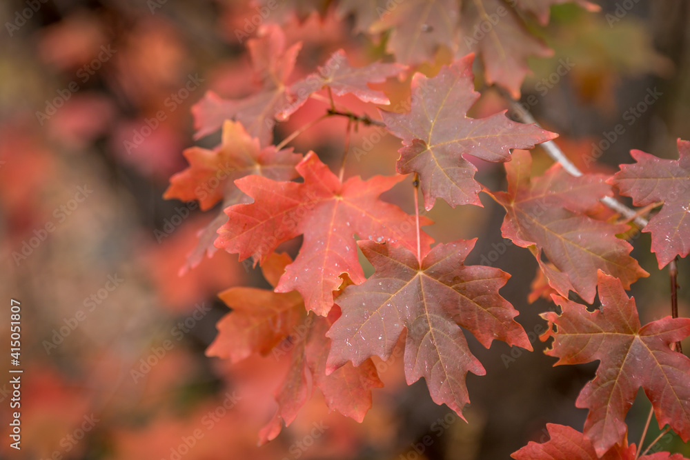 Red Autumn Maple Leaves With a Shallow Depth of Field Red Autumn Maple Leaves With a Shallow Depth of Field