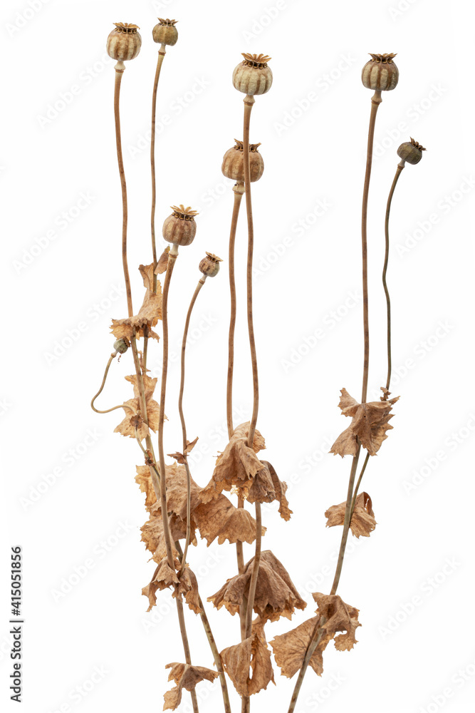Dried poppy boxes and stems, isolated on white background