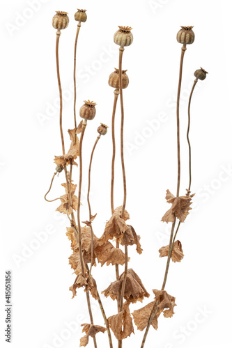 Dried poppy boxes and stems, isolated on white background