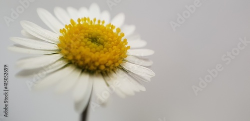 Beautiful soft close-up view of a single gentle daisy flower on a grey background with space for text
