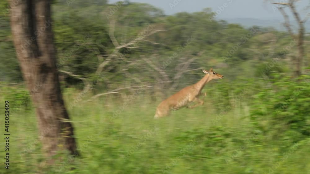 Impala prey runs for its life at full speed. Slow motion camera pans to follow action Impala prey runs for its life at full speed. Slow motion camera pans to follow action
