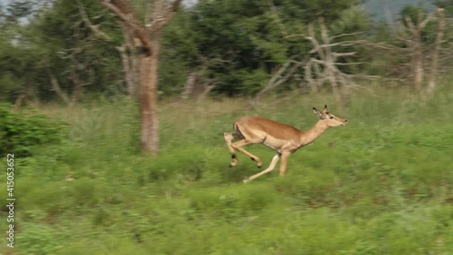 Female impala runs playfully through long grass photo