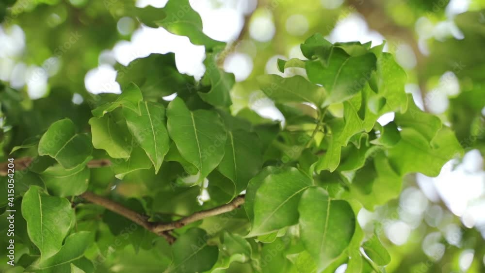 Closeup Shot of Green Foliage Leaves from Trees and Sunny Skies Closeup Shot of Green Foliage Leaves from Trees and Sunny Skies