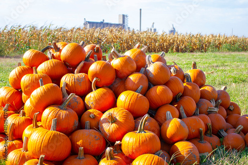 pumpkins in a field