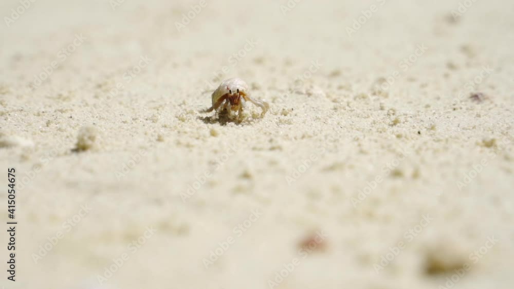 Sandy Horizon Under the Warm Sun and Crustacean Walking (Thailand Beach) Sandy Horizon Under the Warm Sun and Crustacean Walking (Thailand Beach)