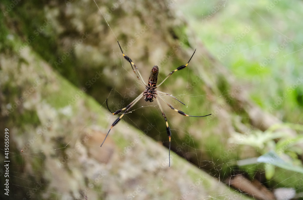 Golden Silk Orb-Weaver Spider Golden Silk Orb-Weaver Spider