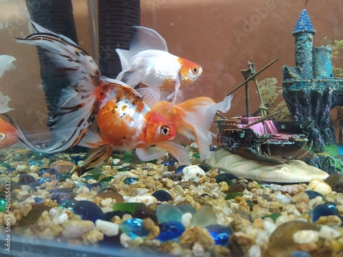 pez dorado nadando en su pecera