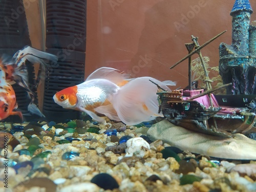 pez dorado nadando en su pecera