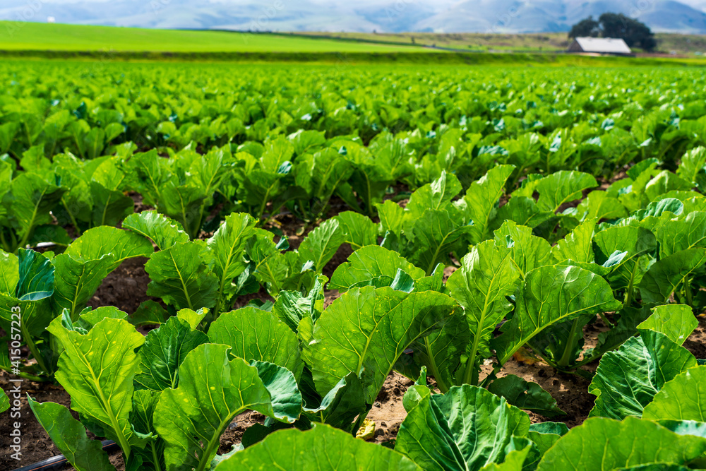 Field of Green Crops Field of Green Crops
