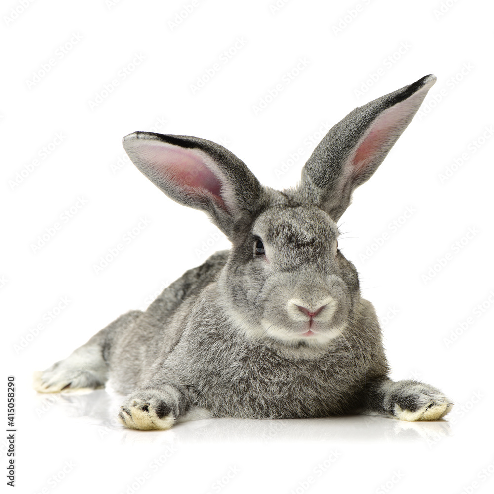 rabbit isolated on white