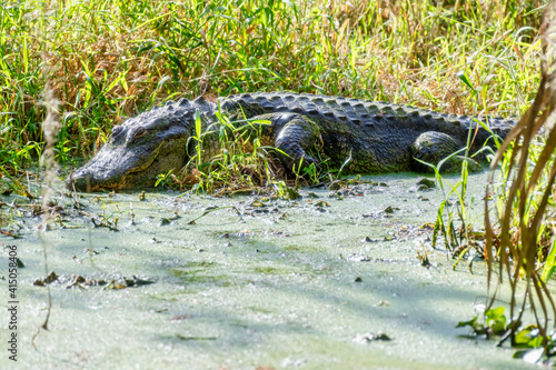 American Florida Alligator sunning in swamp at Circle B Bar Reserve, Lakeland, Florida, USA
