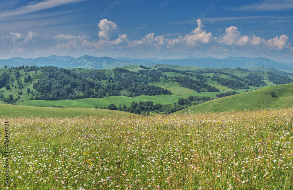 Blooming mountain meadows, hills and blue sky with clouds