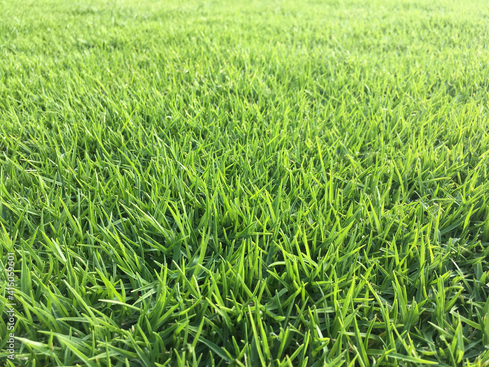 green grass field green grass field