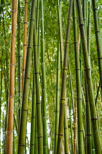 Green bamboo grove in Japan.