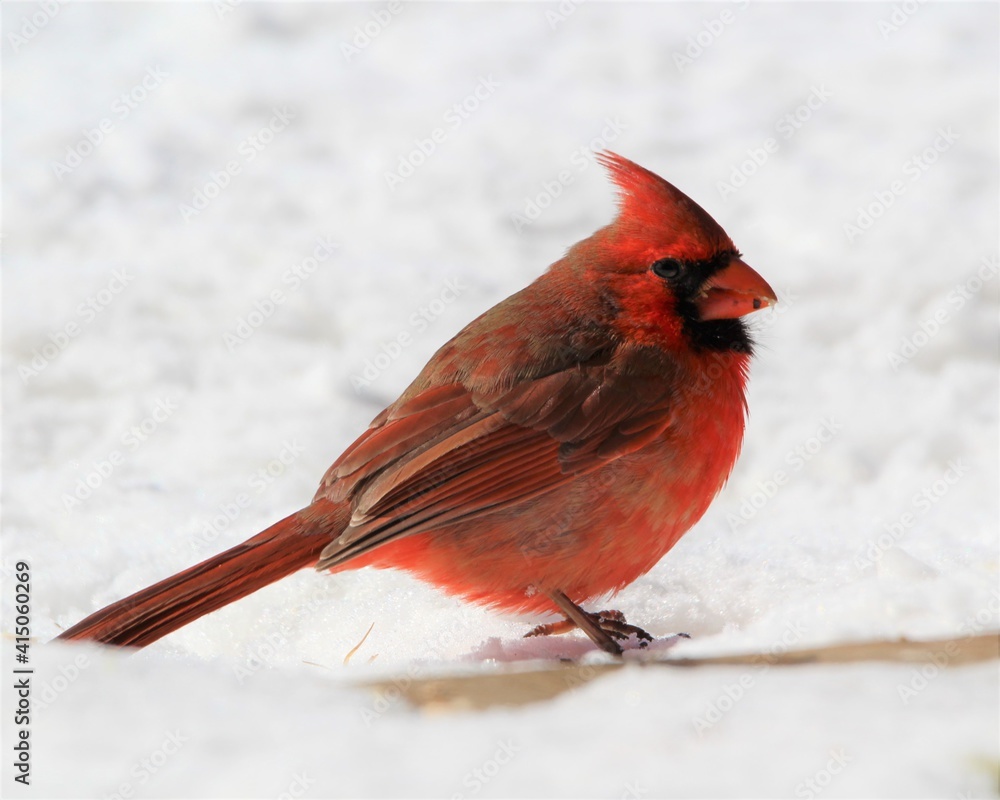 A Male Read Cardinal Foraging in the Snow A Male Read Cardinal Foraging in the Snow
