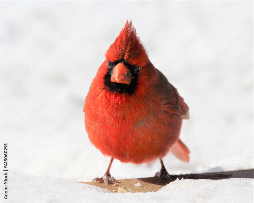 A Male Read Cardinal Foraging in the Snow A Male Read Cardinal Foraging in the Snow