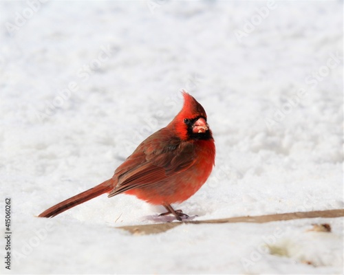 A Male Read Cardinal Foraging in the Snow