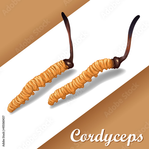 Cordyceps Sinensis. Traditional chinese herbs, Is a mushroom that using for medicine and food famous in Asian. vector illustration