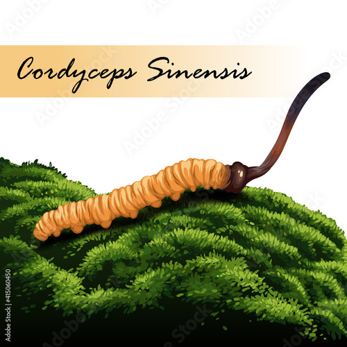Cordyceps Sinensis. Traditional chinese herbs, Is a mushroom that using for medicine and food famous in Asian. vector illustration photo