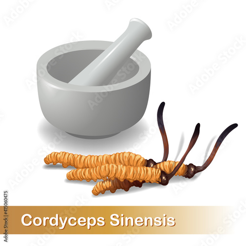 Cordyceps Sinensis. Traditional chinese herbs, Is a mushroom that using for medicine and food famous in Asian. vector illustration photo