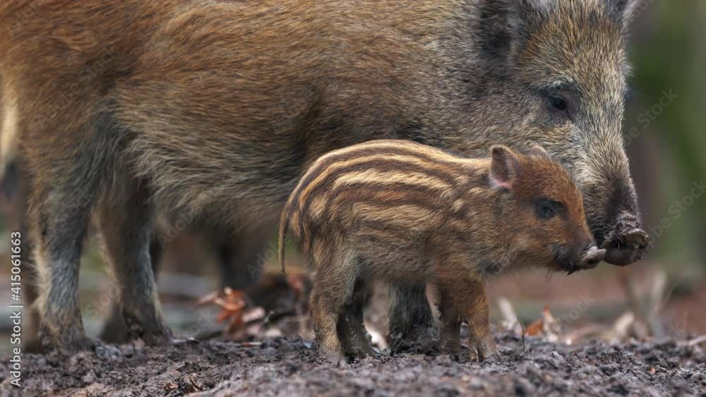 Closeup young wild boars Sus scrofa calm piggy looking for nutriment in dark wood. Wildlife tranquil scene of long furry animals. Strong nose and well smell sense to search food in omnivorous mammal. Closeup young wild boars Sus scrofa calm piggy looking for nutriment in dark wood. Wildlife tranquil scene of long furry animals. Strong nose and well smell sense to search food in omnivorous mammal.
