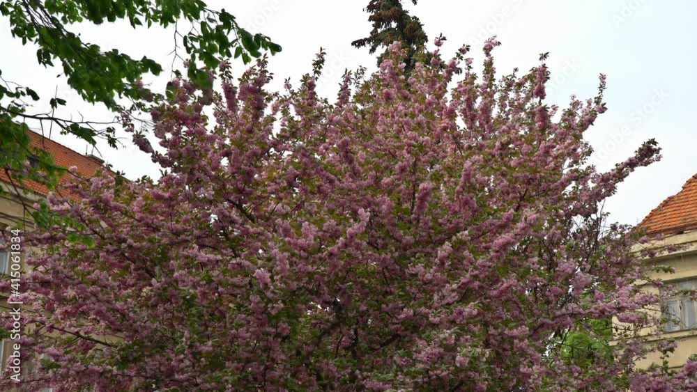 Cherry blossom Japan sakura flower in spring time nature scene landscape Cherry blossom Japan sakura flower in spring time nature scene landscape
